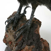 Ravn